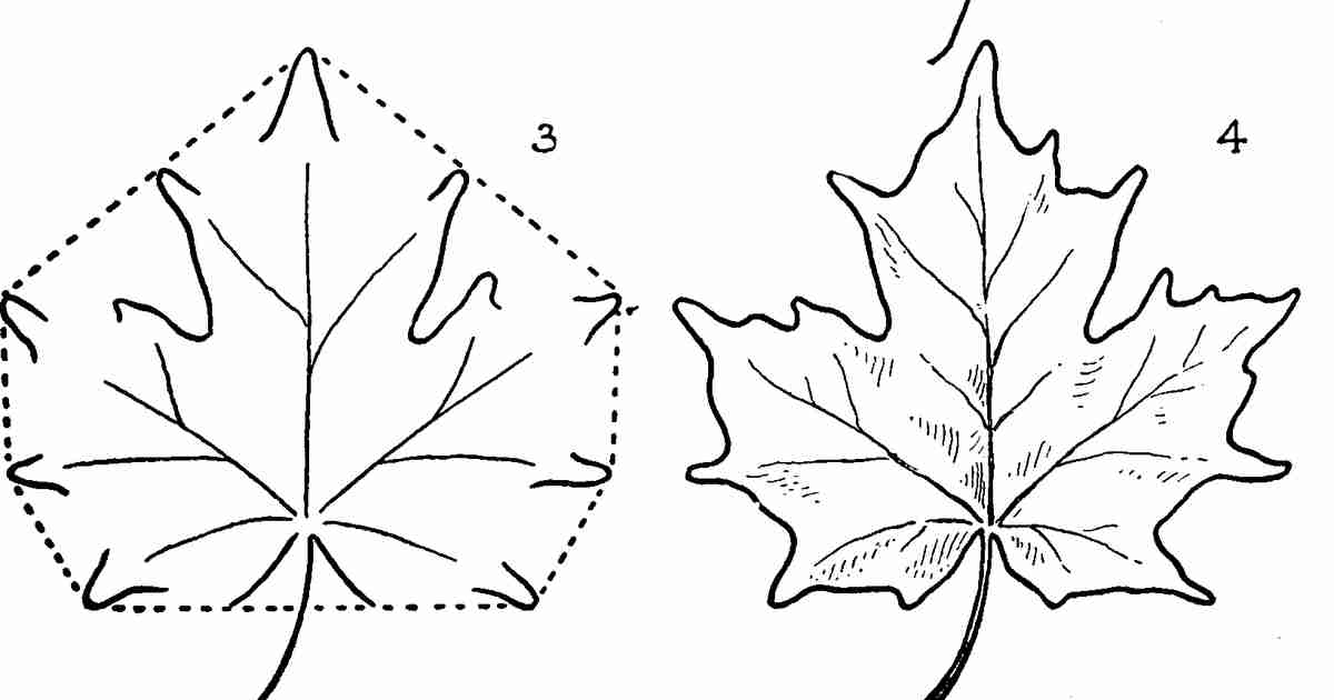 MAPLE — The Dan MacKinlay stable of variably-well-consider’d enterprises