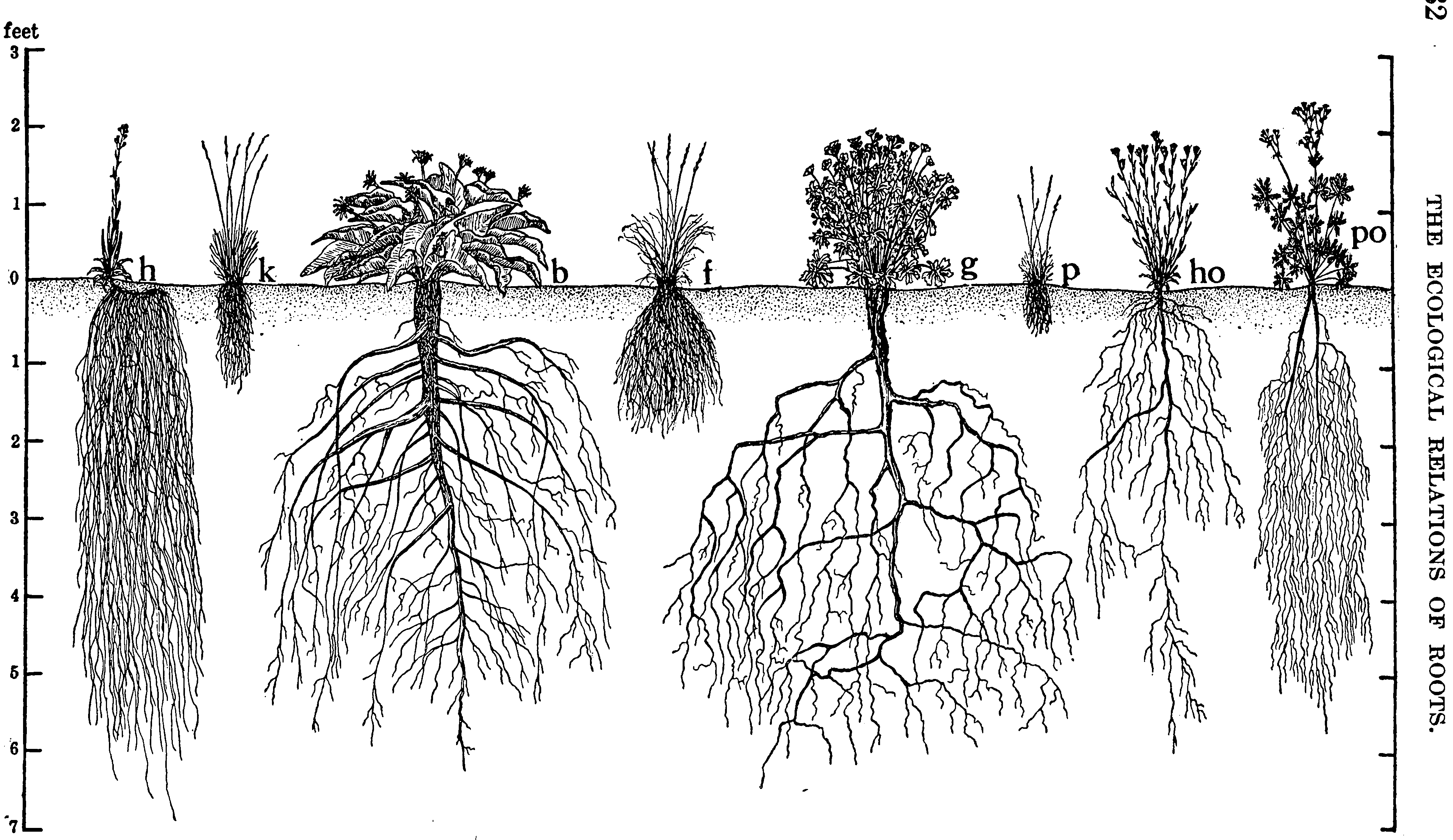 Корневая система хвойных